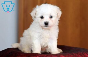 Maltese Mix