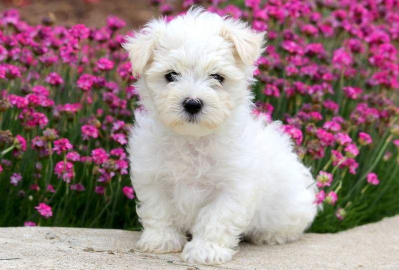 Maltese Puppies for sale