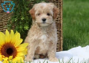 Maltipoo