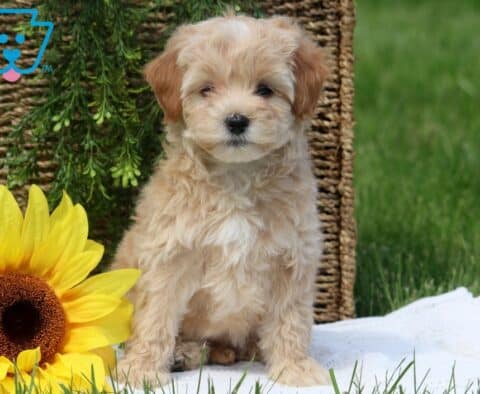 Maltipoo