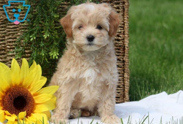 Maltipoo