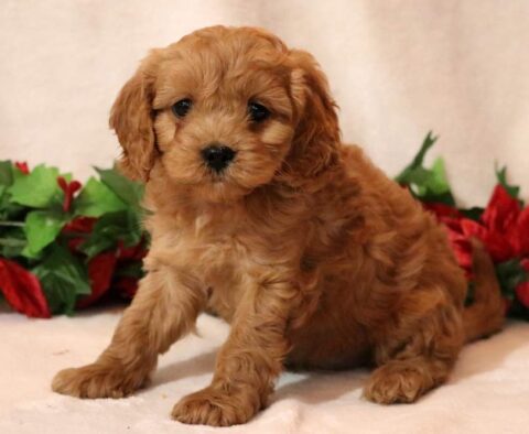 Marley Cavapoo