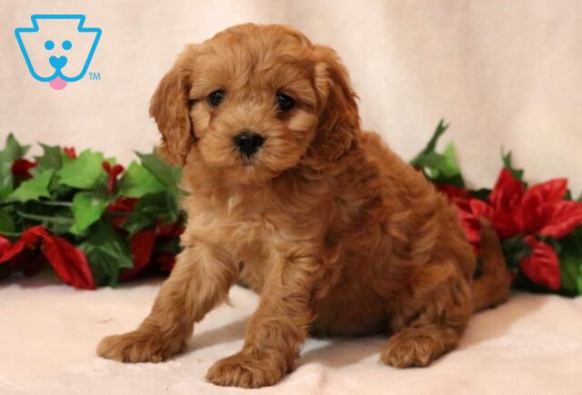 Marley Cavapoo image
