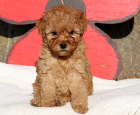 Marley Cockapoo2