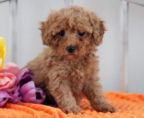 Marley Mini Poodle