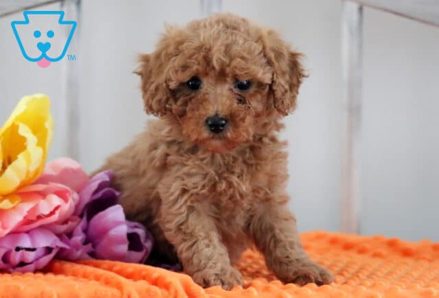 Marley Mini Poodle image