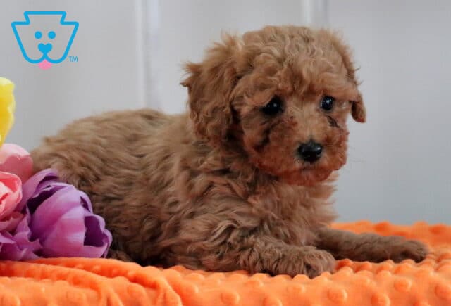 Marley Mini Poodle2 image