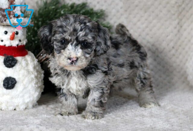 Marlie Bichpoo image