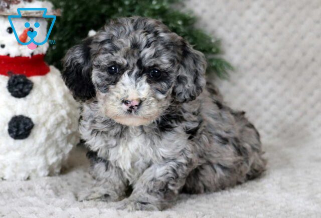 Marlie Bichpoo2 image