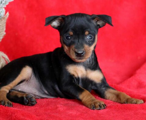 Marlie Min Pin2