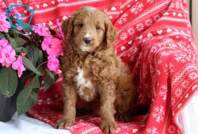 Martin Mini Goldendoodle