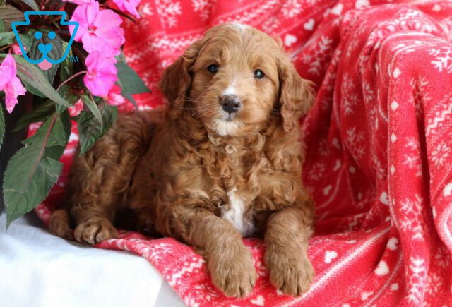 Martin Mini Goldendoodle2