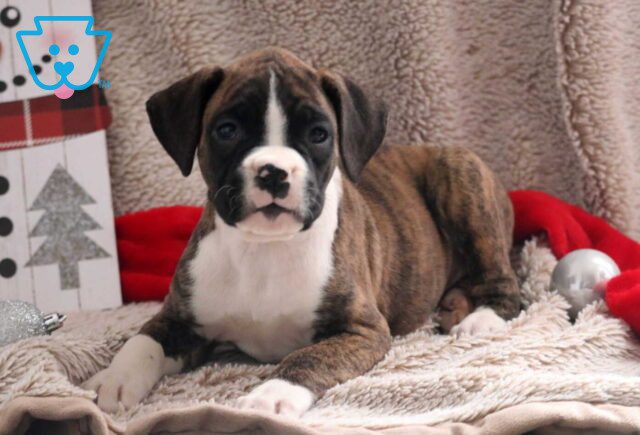 Marty Boxer image