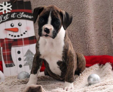 Marty Boxer2