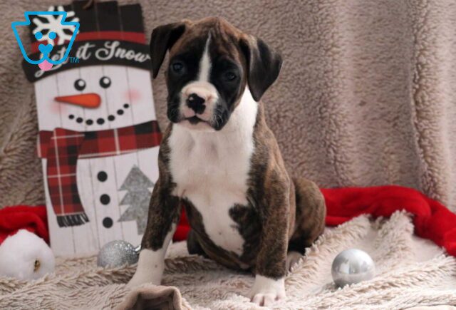 Marty Boxer2 image