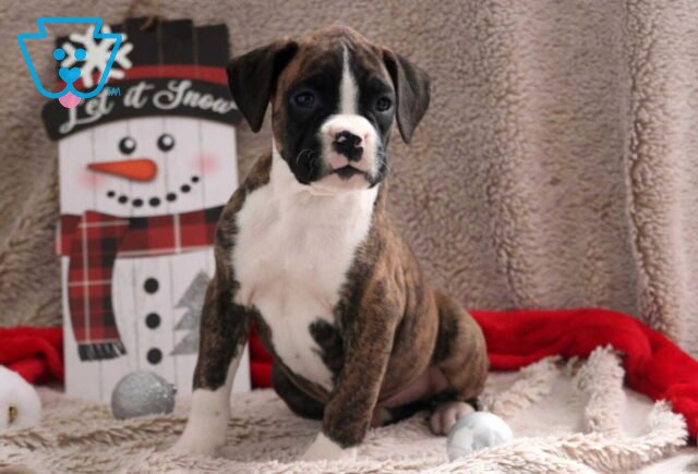 Marty Boxer3 image