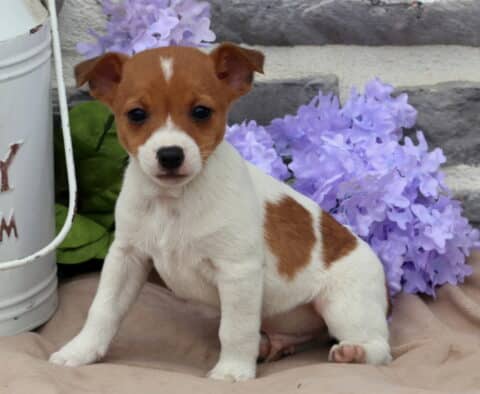 Marty Jack Russell2