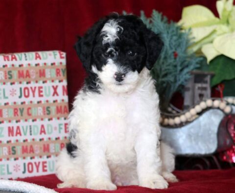 Marty Mini Goldendoodle