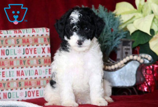 Marty Mini Goldendoodle image