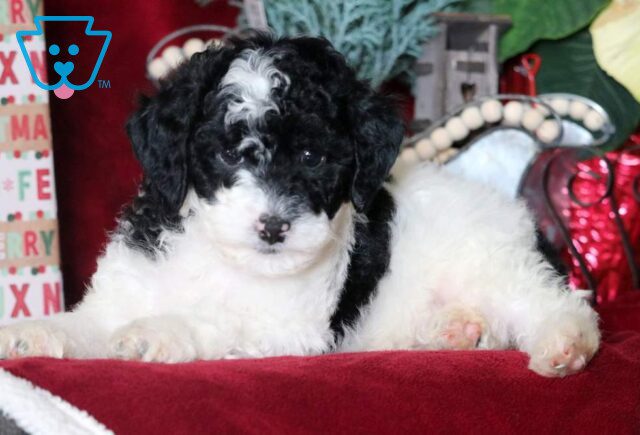 Marty Mini Goldendoodle2 image