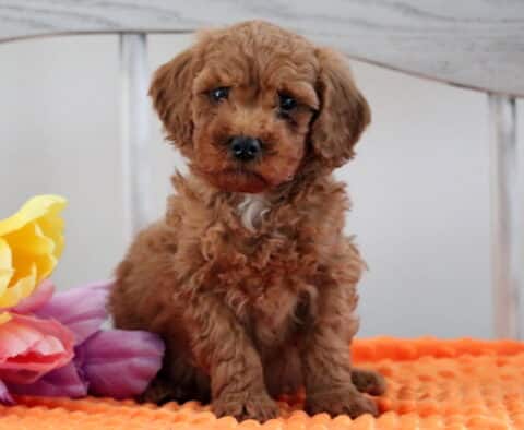 Marty Mini Poodle