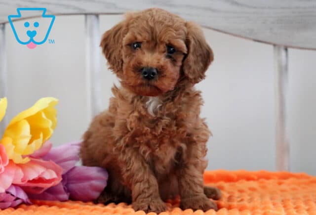 Marty Mini Poodle image