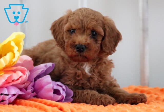 Marty Mini Poodle2 image