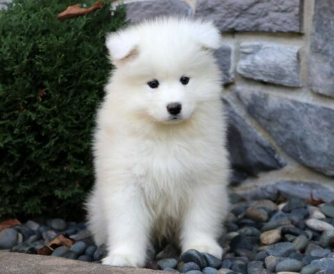 Marz Samoyed
