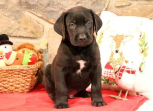 English Mastador