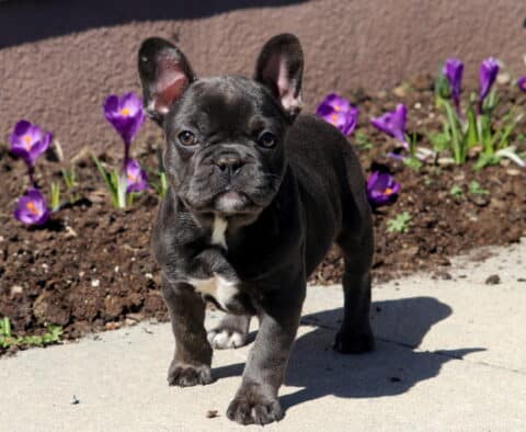 Matilda French Bulldog