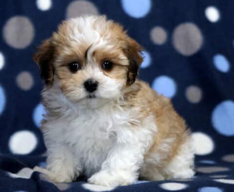 Max Havanese