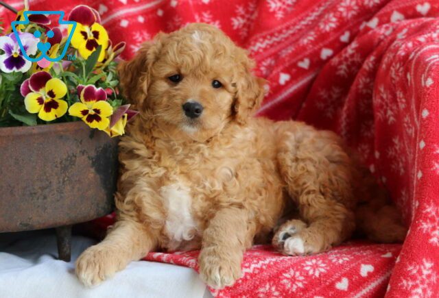 Max Mini Goldendoodle