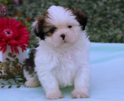 Max Shih Tzu2