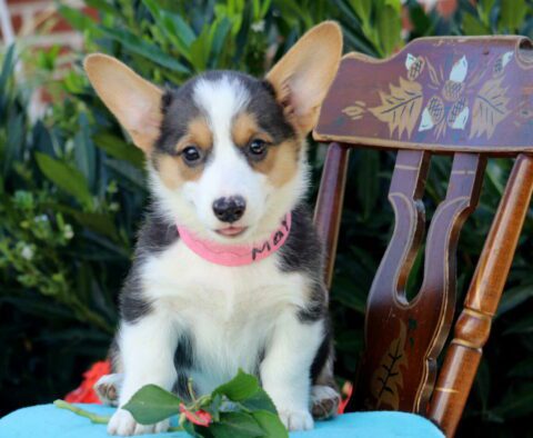 May Welsh Corgi