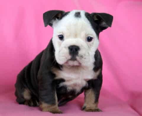 Mckenzie English Bulldog