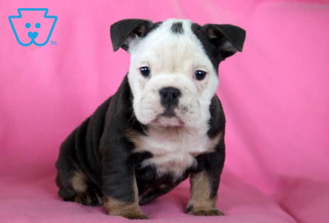 Mckenzie English Bulldog image