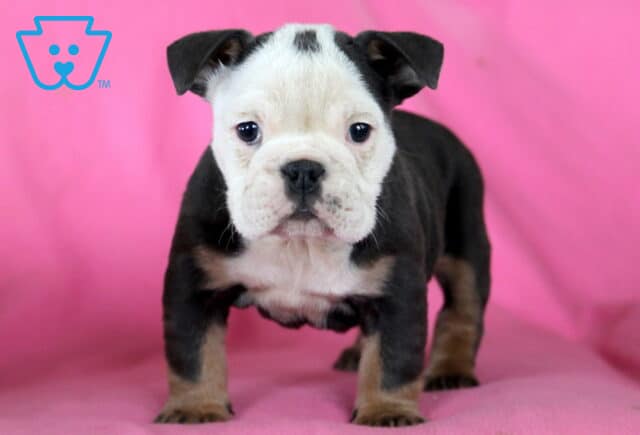 Mckenzie English Bulldog2 image
