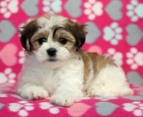 Mckenzie Havanese2