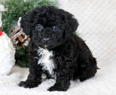 Meadow Bichpoo