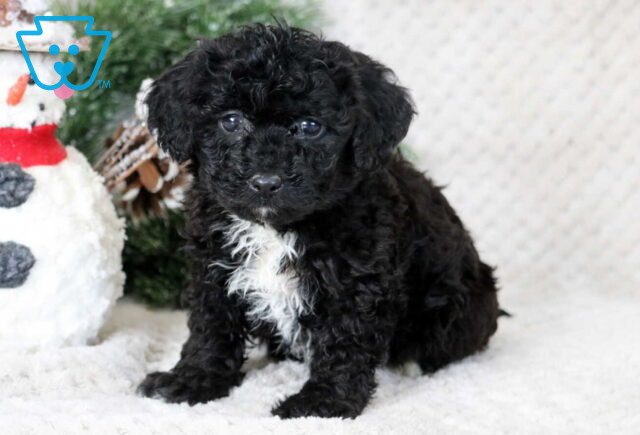 Meadow Bichpoo image