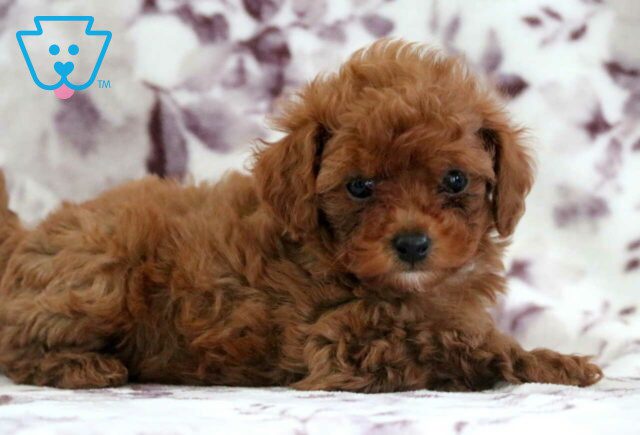 Melody Toy Poodle