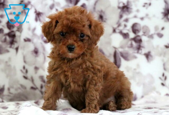 Melody Toy Poodle2