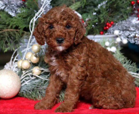Meryl Mini Poodle