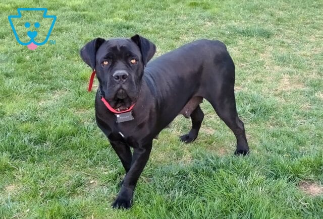 Mia Cane Corso Michael Esh image