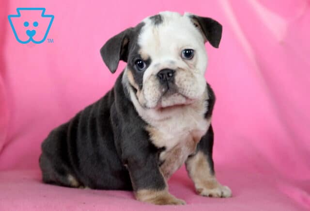 Mia English Bulldog image
