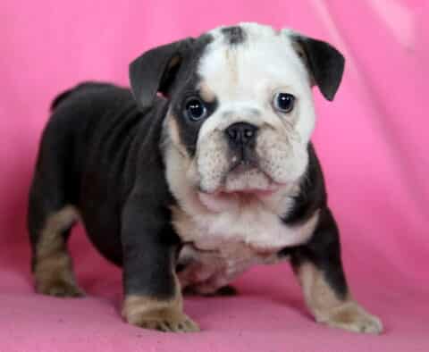 Mia English Bulldog2