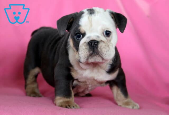 Mia English Bulldog2 image