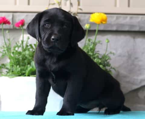 Mia Lab