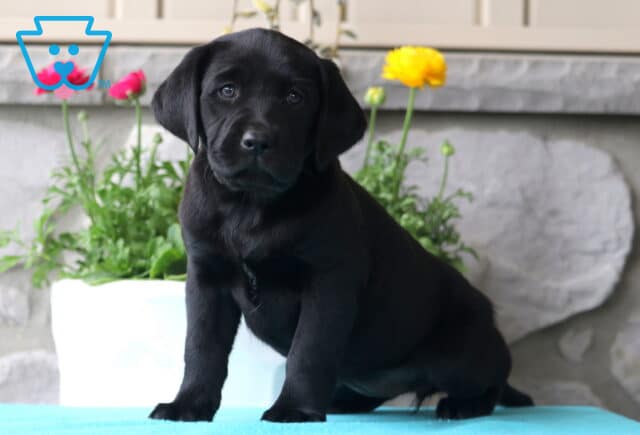 Mia Lab image