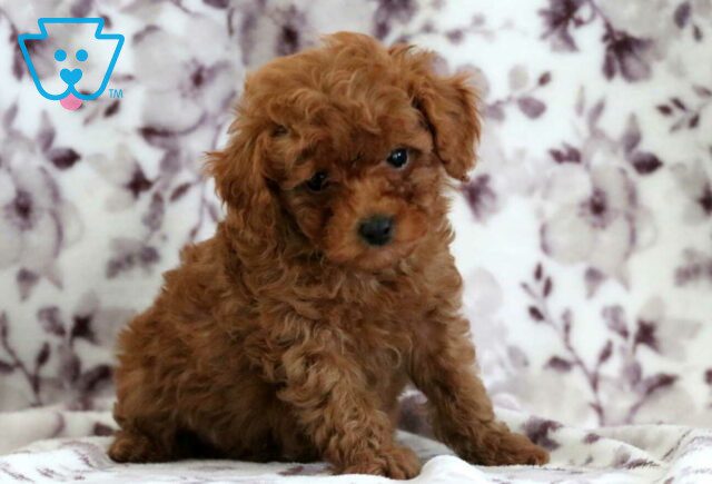 Micah Toy Poodle